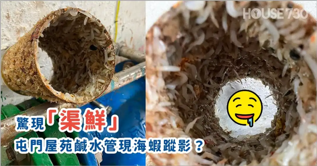市道行情-惊现「渠鲜」 屯门屋苑咸水管现海虾踪影?-House730