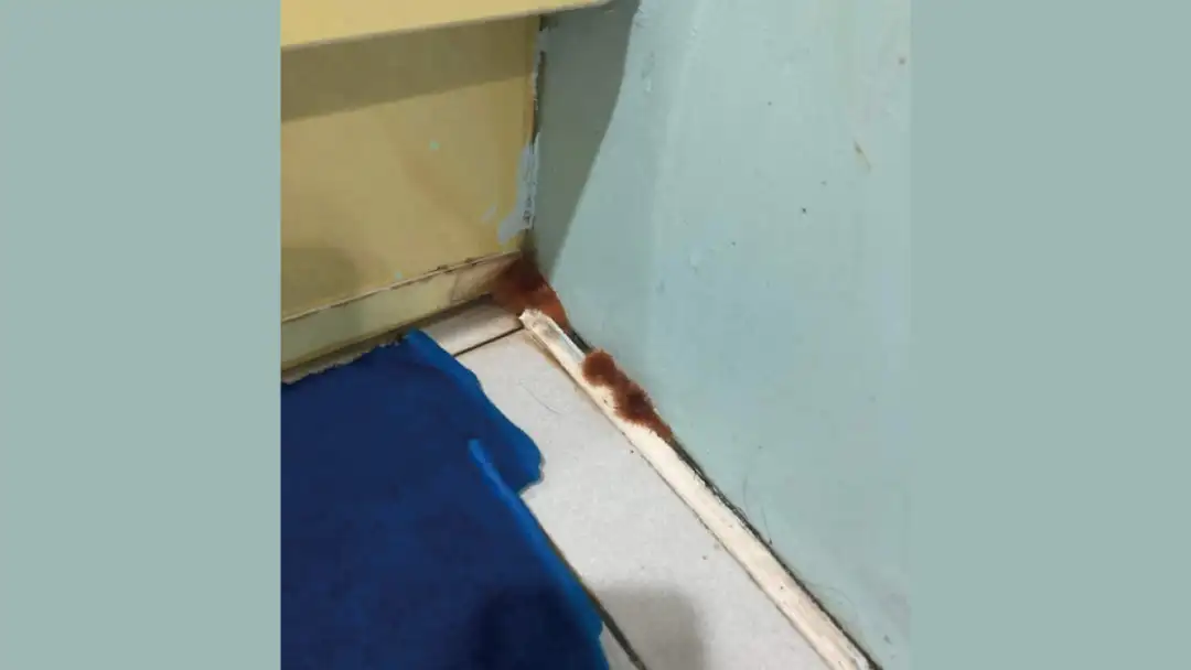 網民的家裡地板邊緣突然冒出棕啡色的毛絨狀物體。(圖片取自Facebook爆料公社。)