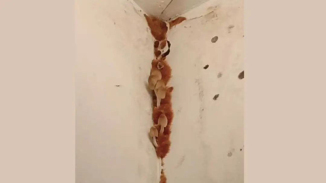 Simon表示,過去亦曾有網民分享家中牆身生菇的圖片,菇下的啡色絨毛與是次網民分享的絨毛狀物體相似。(網絡圖片)